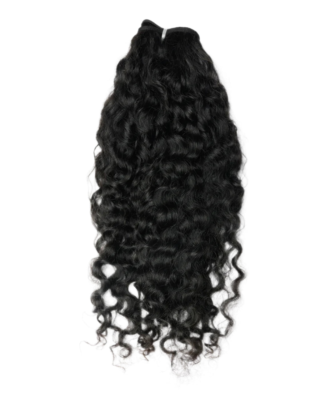 Burmese Curl